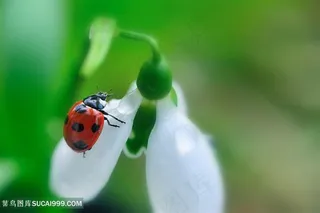 唯美瓢虫鲜花高清图片