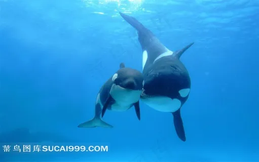 鲨鱼情侣素材