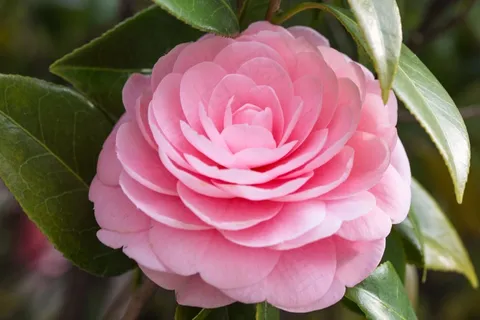 粉色山茶花花朵图片