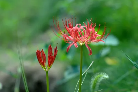 彼岸花唯美图片素材 彼岸花唯美图片素材