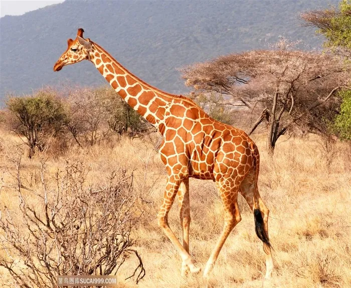森林里的长颈鹿图片