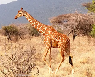森林里的长颈鹿图片