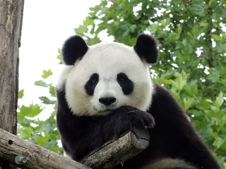 发呆的大熊猫摄影素材 发呆的大熊猫摄影素材