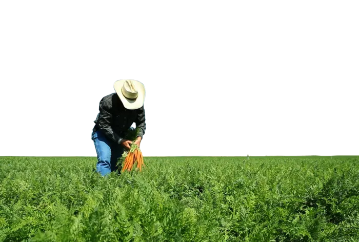 现代农业拔萝卜