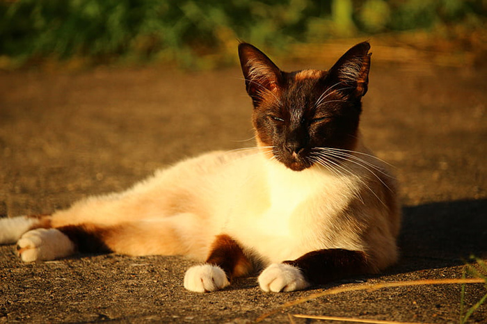 可爱猫咪 动物 素材 奶萌 (110)