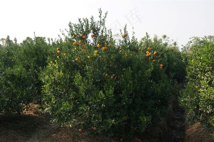 新会大红柑橘子树王
