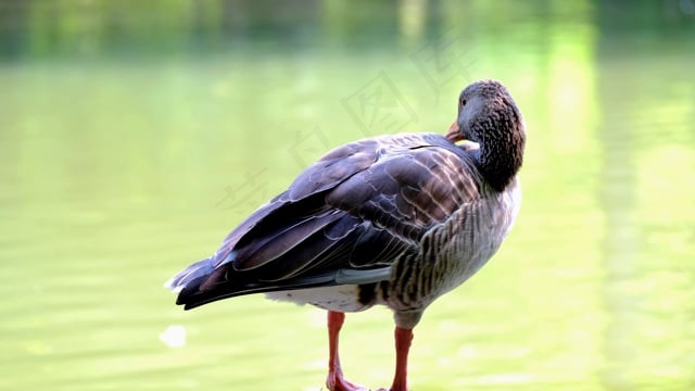 鹅, 鸟, 灰雁, 动物, 家禽, 自然, 羽毛, 水鸟