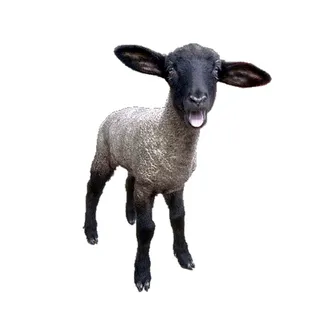 免抠绵羊实物摄影图片
