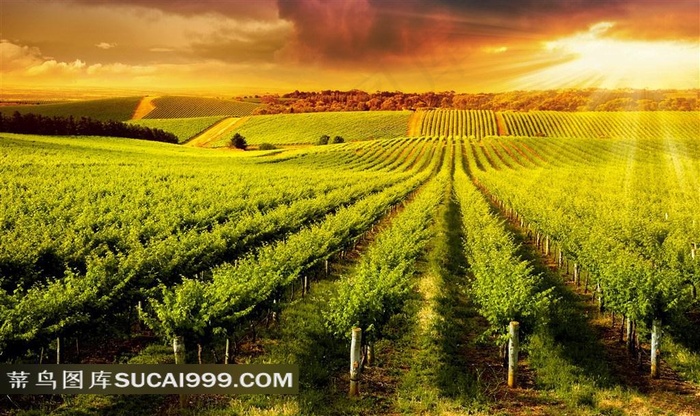 一望无际的果树园美景