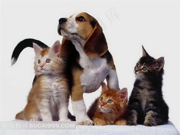 猫与狗