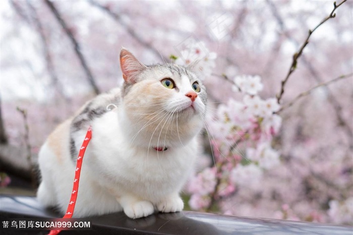 木凳上的宠物猫咪图片