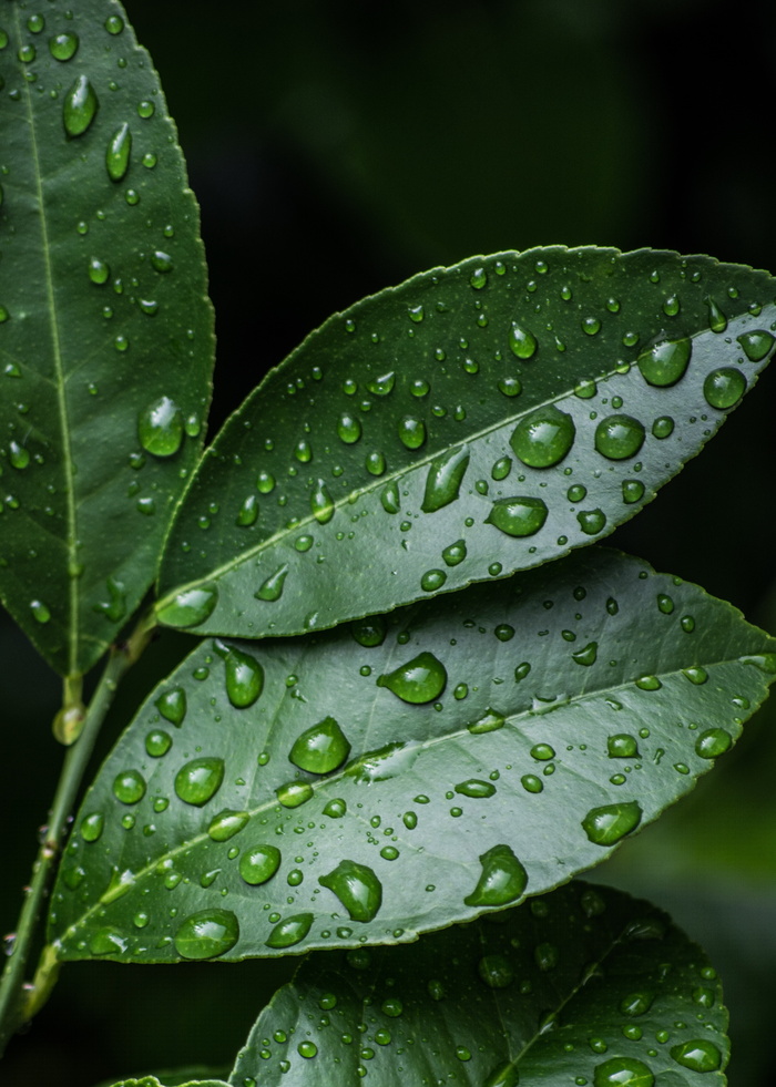 雨后叶子图片