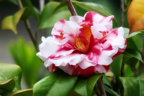 唯美茶花图片 唯美茶花图片