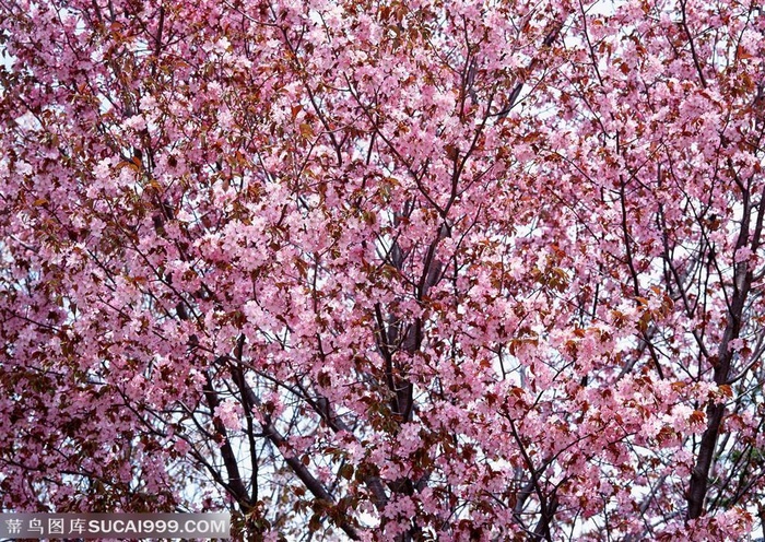 花海世界-一树漂亮的红色梅花