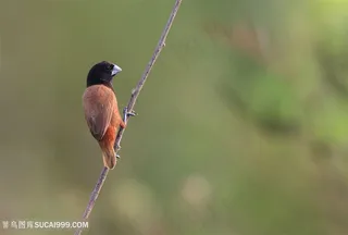 黑头文鸟类图片