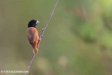 黑头文鸟类图片 黑头文鸟类图片