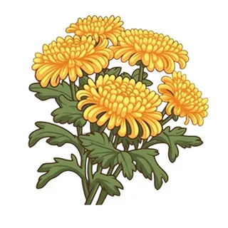 黄色手绘菊花免抠