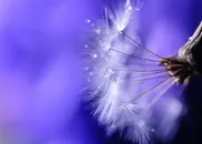 唯美梦幻蒲公英鲜花图片