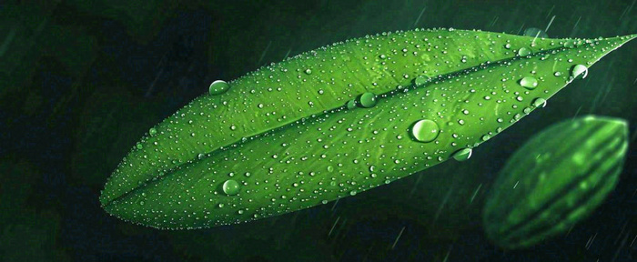 春天下雨天树叶草叶上的露珠水珠，谷雨雨水摄影图(1712x704)