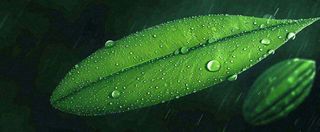 春天下雨天树叶草叶上的露珠水珠，谷雨雨水摄影图