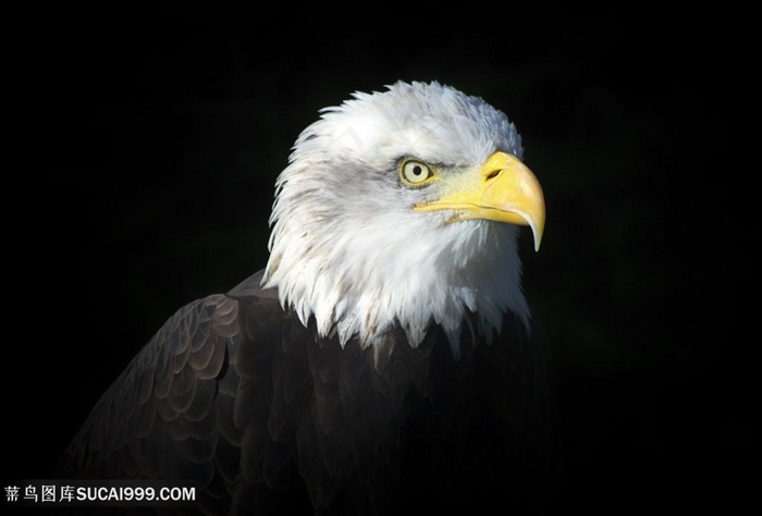 黑暗中的老鹰图片鸟图片