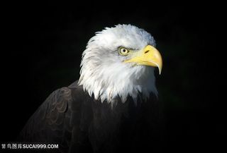 黑暗中的老鹰图片鸟图片