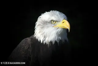 黑暗中的老鹰图片鸟图片