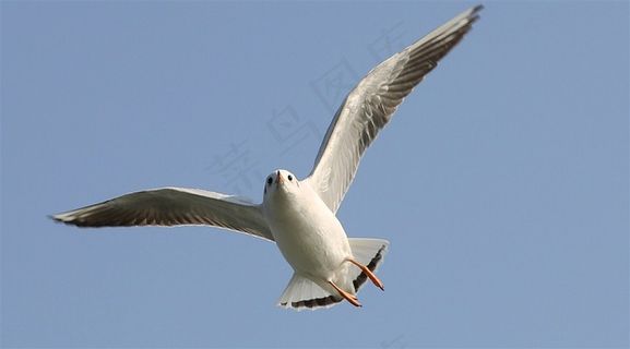 天空翱翔的海鸥图片鸟图片
