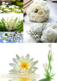 纯洁白色花朵高清图片素材