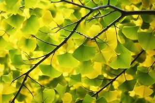 秋天银杏叶背景