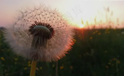 黄昏下蒲公英唯美图片 黄昏下蒲公英唯美图片