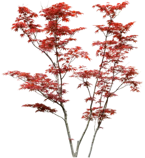 高清树木素材 免抠PSD植物素材 美术绘画园林贴图 树草灌木花草