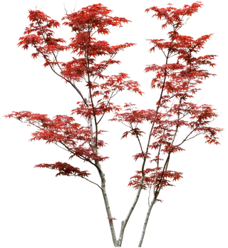 高清树木素材 免抠PSD植物素材 美术绘画园林贴图 树草灌木花草