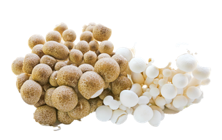 海鲜菇 (5)超市商品白底图免抠实物摄影png格式图片透明底