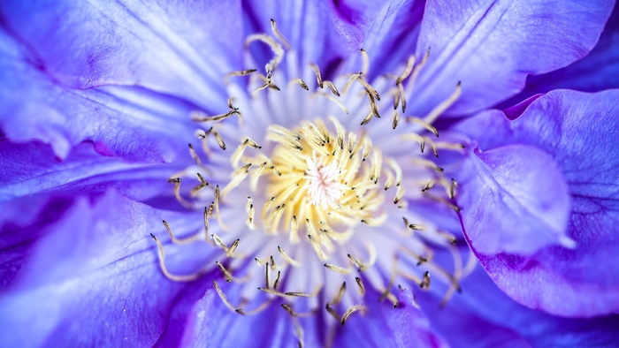 高清紫色花朵花蕊