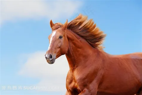 动物系列 - 美丽的马儿骏马图片 动物系列 - 美丽的马儿骏马图片