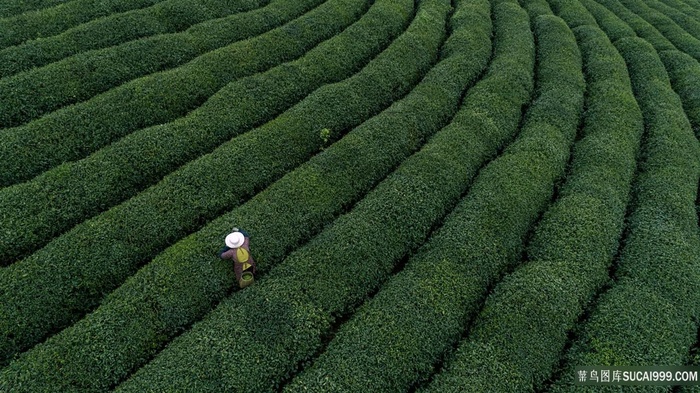 田园风光茶园图片