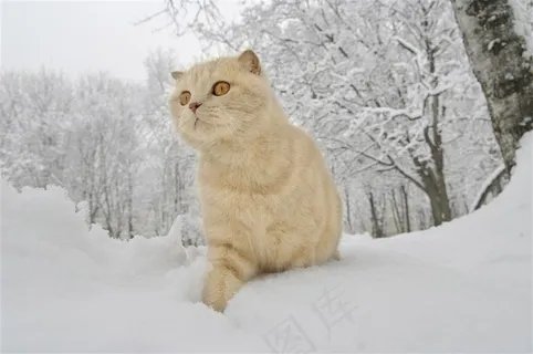 冬天雪地里的小猫