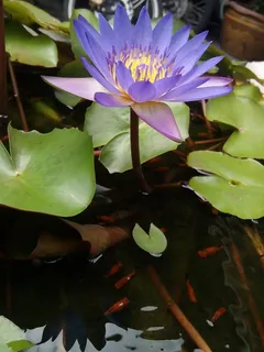 唯美池塘荷花图片 唯美池塘荷花图片