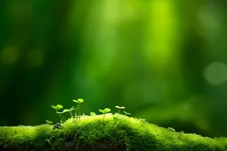 树苗小草阳光摄影