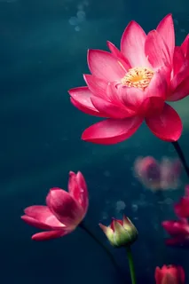 粉色唯美花大气背景