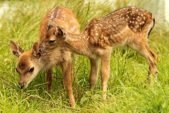 吃草的麋鹿图片