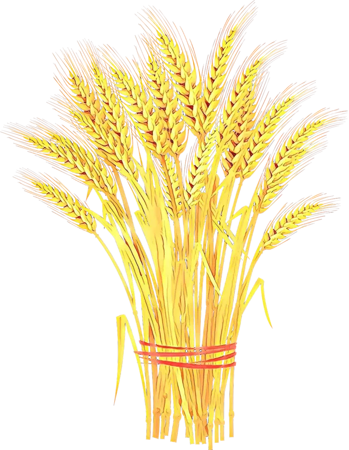 现代农业一捆麦子