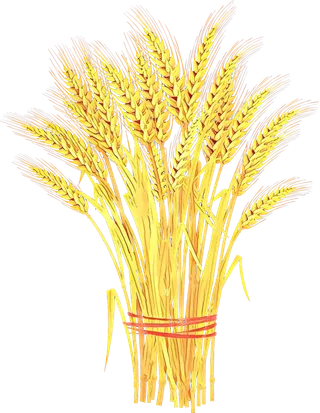 现代农业一捆麦子