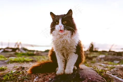 萌萌小猫图片大全可爱 萌萌小猫图片大全可爱