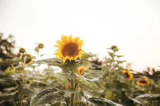 黄色向日葵摄影素材