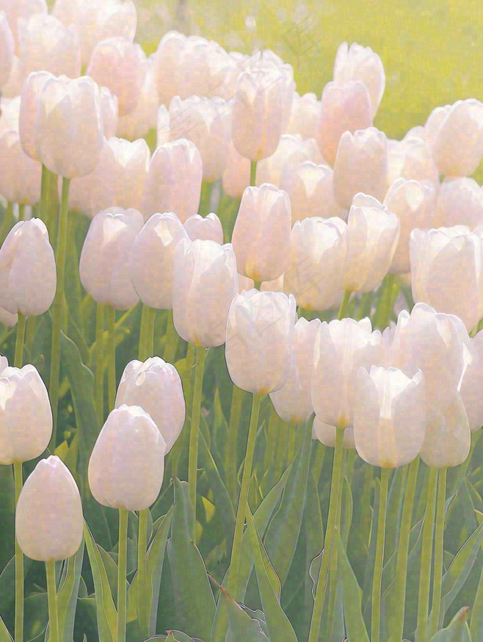 春天粉色郁金香花海绿叶温馨阳光，春分摄影图(928x1232)