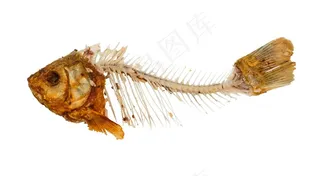 动物骨骼骨头高清图