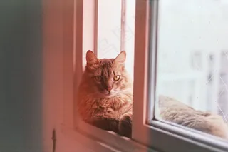 缅因猫宠物写真图片