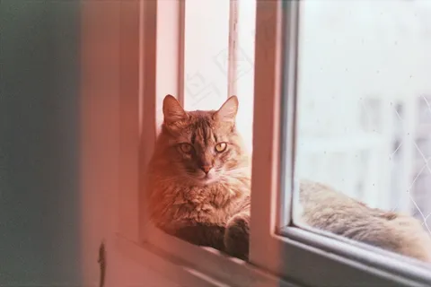 缅因猫宠物写真图片 缅因猫宠物写真图片